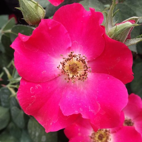 Buisman's Glory Stromková růže s klasickými květy